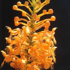 Yellow Fringed Orchid - Platanthera Ciliaris Bare Root Plant - Zones 4-9 - Image 4