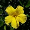 Yellow Hibiscus Live Plant – 1 ft Tall – 6 inch Pot – Tropical Outdoor Shrub - Image 1
