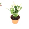 Yellow Holiday Cactus Live Plant – 6 inch Potted – Indoor Blooming Plant - Image 1