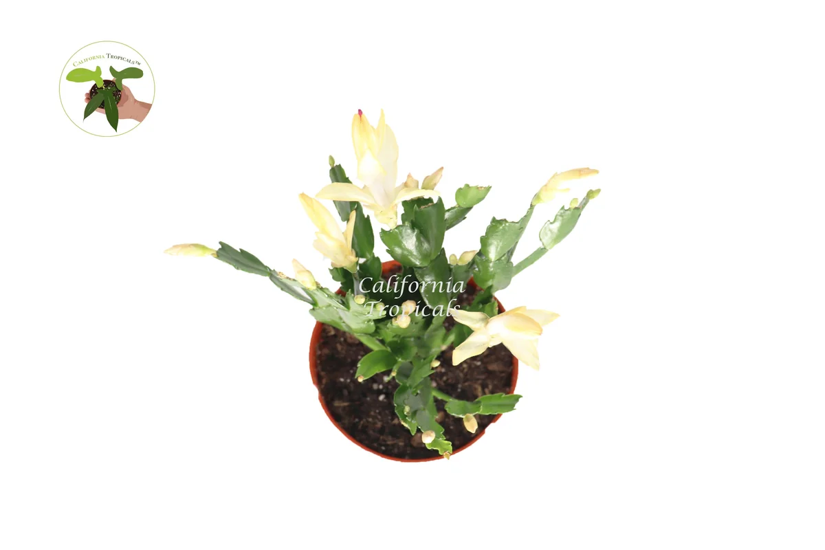 Yellow Holiday Cactus Live Plant – 6 inch Potted – Indoor Blooming Plant - Image 2