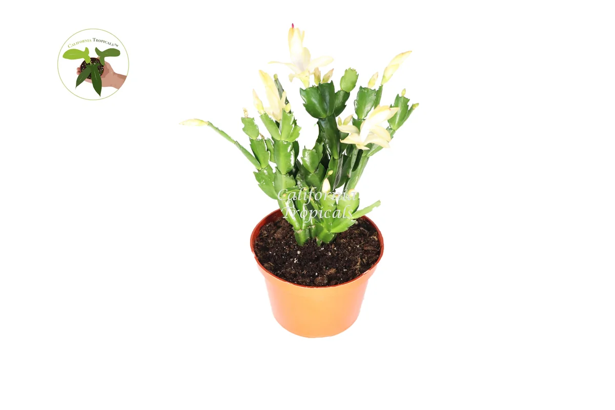 Yellow Holiday Cactus Live Plant – 6 inch Potted – Indoor Blooming Plant - Image 1