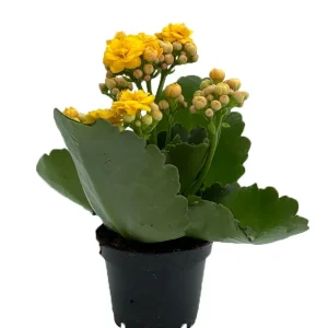 Yellow Kalanchoe Live Plant – 2.5 inch Pot – In Bud & Bloom – Easy Houseplant - Image 1