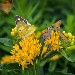 Yellow Milkweed Live Starter Plants - Set of 2, 4-8