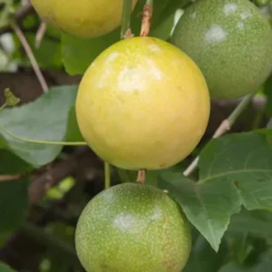 Yellow Passion Fruit Live Plant - 4-6