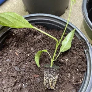 Yellow Passion Fruit Live Plant - 4-6