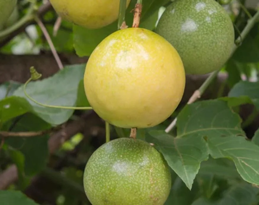 Yellow Passion Fruit Live Plant - 4-6" Tall - Well Rooted Passiflora Vine - Image 1