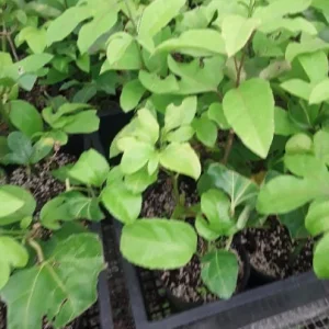 Yellow Passion Fruit Live Plant – Starter Vine 4-8 inches Tall in 3 inch Pot - Image 1