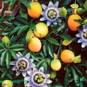 Yellow Passion Fruit Live Plant – Vine in 4'' Pot – Outdoor Edible Fruit - Image 3