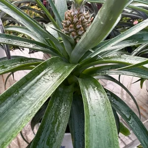 Yellow Pineapple Live Plant - Fruit Bearing, 6 inch Pot, Indoor/Outdoor - Image 1
