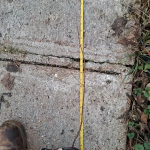 Yellow Plum Tree Live Plant - Sweet Fruit, Rooted, Up to 2 ft Tall Outdoor - Image 2