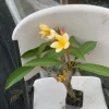 Yellow Plumeria Hawaiian Live Plant – Fragrant Tropical Plant – 1 Ft Tall - Image 1