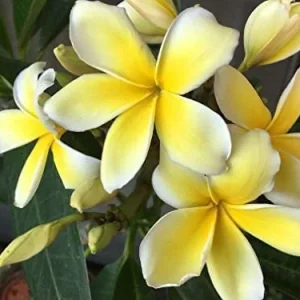 Yellow Plumeria Hawaiian Live Plant – Fragrant Tropical Plant – 1 Ft Tall - Image 2