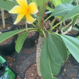 Yellow Plumeria Hawaiian Live Plant – Fragrant Tropical Plant – 1 Ft Tall - Image 3