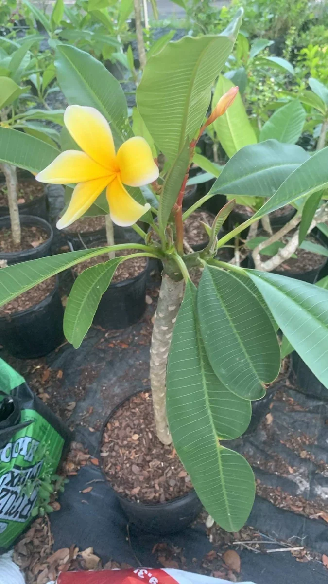 Yellow Plumeria Hawaiian Live Plant – Fragrant Tropical Plant – 1 Ft Tall - Image 3