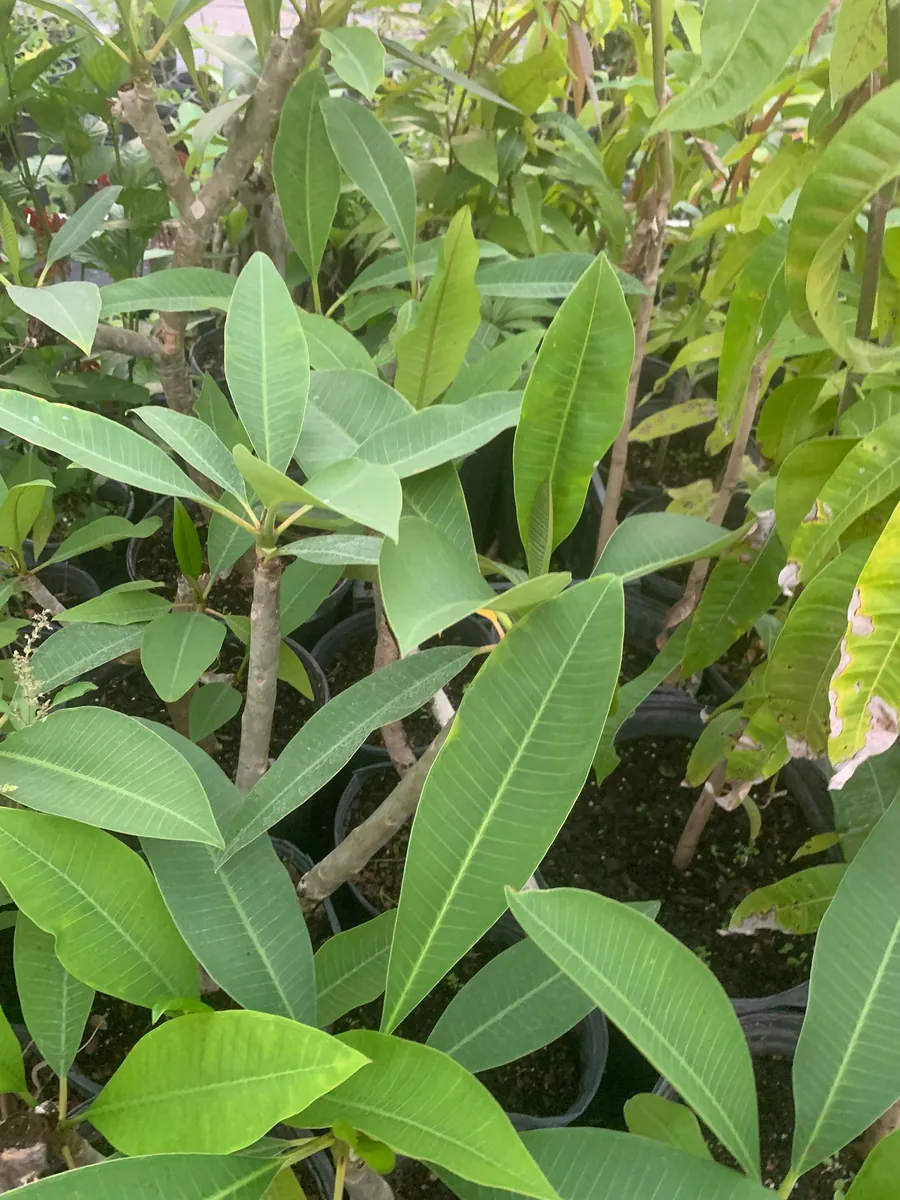 Yellow Plumeria Hawaiian Live Plant – Fragrant Tropical Plant – 1 Ft Tall - Image 4
