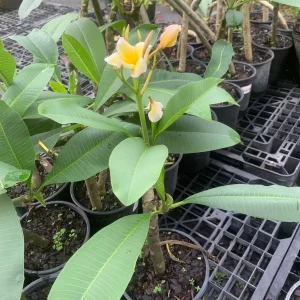 Yellow Plumeria Hawaiian Live Plant – Fragrant Tropical Plant – 1 Ft Tall - Image 5