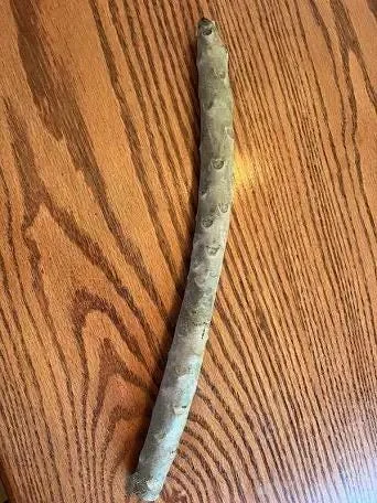 Yellow Plumeria Hawaiian Live Plant – Fragrant Tropical Plant – 1 Ft Tall - Image 6