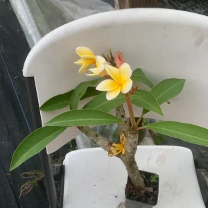 Yellow Plumeria Live Plant - Fragrant Tropical Shrub, 1 Ft Tall, Indoor/Outdoor - Image 1