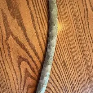 Yellow Plumeria Live Plant - Fragrant Tropical Shrub, 1 Ft Tall, Indoor/Outdoor - Image 6