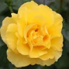 Yellow Rose Live Plant – Fragrant Garden Rose – 4 inch Pot – Outdoor - Image 1