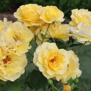 Yellow Rose Live Plant – Fragrant Garden Rose – 4 inch Pot – Outdoor - Image 3