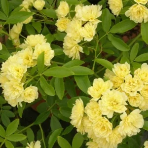 Yellow Rose (Rosa Banksiae 'Lutea') Climbing Live Plant – 3 to 4 Feet Tall – Ships in 3 Gallon Pot – Outdoor - Image 1