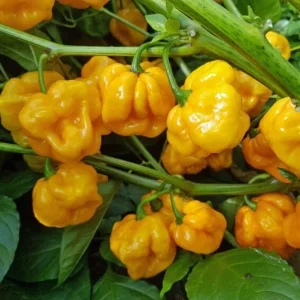 Yellow Scotch Bonnet Hot Pepper Seeds - 20-50 Seeds - Spicy Caribbean - Outdoor - Image 1