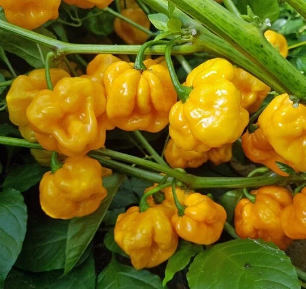 Yellow Scotch Bonnet Hot Pepper Seeds - 20-50 Seeds - Spicy Caribbean - Outdoor - Image 1