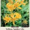 Yellow Spider Lily Bulb - Lycoris aurea - Surprise Lily - 10/12 cm - 1 Bulb - Image 1