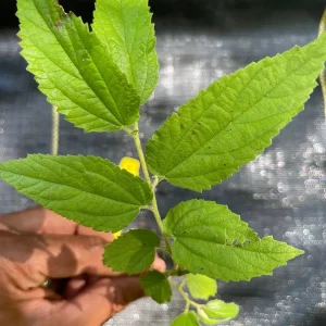 Yellow Strawberry Tree Live Plant (Muntingia calabura) - 7-14 inches tall - Image 3