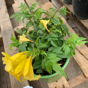 Yellow Tacoma Sun Trumpet Live Plant 1 Gallon Pot - Outdoor Perennial - Image 1