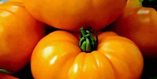 Yellow Tomato Seeds for Slicing - 1000 Pack, Outdoor Annual Vegetable Seeds - Image 3