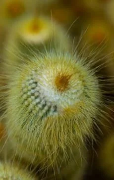 Yellow Tower Cactus Live Plant - Echinopsis spachiana - 2.5 inch Potted - Image 2