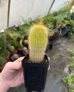 Yellow Tower Cactus Live Plant - Echinopsis spachiana - 2.5 inch Potted - Image 1