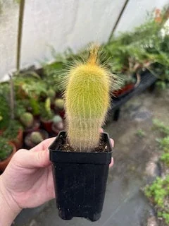 Yellow Tower Cactus Live Plant - Echinopsis spachiana - 2.5 inch Potted - Image 1