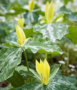 Yellow Trillium Bulbs - Trillium luteum - Fragrant Woodland Perennial - Image 3
