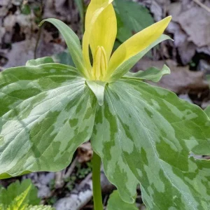 Yellow Trillium Bulbs - Trillium luteum - Fragrant Woodland Perennial - Image 4