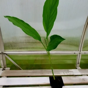 Yellow Turmeric Live Plant (Curcuma Longa) - 5-10 inch Flowering Ginger Root - Indoor/Outdoor Herb - Image 1