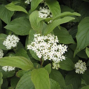 Yellow Twig Dogwood (Cornus Lutea) - 3 Bareroot Live Plants - Full Sun to Part Shade - Image 2