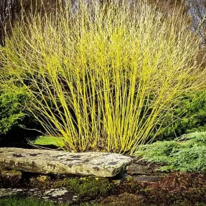 Yellow Twig Dogwood (Cornus Lutea) - 3 Bareroot Live Plants - Full Sun to Part Shade - Image 3