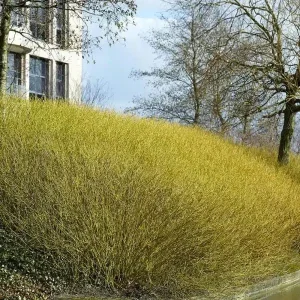 Yellow Twig Dogwood Live Plant – 16+ Inches Tall Bare Root Shrub - Image 3