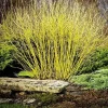 Yellow Twig Dogwood Shrub Live Plant Cornus sericea 'Flaviramea' 4'' Pot Outdoor - Image 1