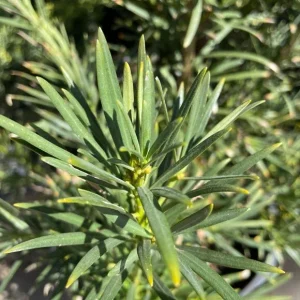 Yew Plum Pine Podocarpus Macrophyllus Live Starter Plant – 6+ Inches – Set of 2 - Image 4