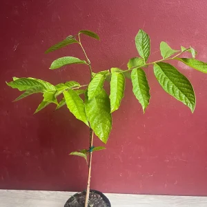 Ylang Ylang Live Tree - Cananga Odorata Plant, 4