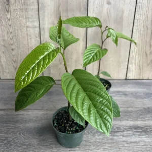 Ylang Ylang Live Tree - Cananga Odorata Plant, 4