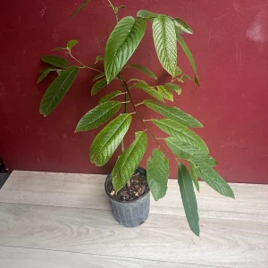 Ylang Ylang Live Tree - Cananga Odorata Plant, 4