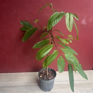 Ylang Ylang Live Tree - Cananga Odorata Plant, 4