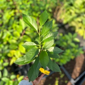 Yoshino Cherry Tree Live Plant 6-12 Inch Tall 2.5 Pot Outdoor Flowering Tree - Image 3