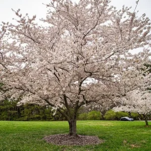 Yoshino Cherry Tree Live Plant - Prunus x yedoensis 'Yoshino' - 2-3 ft Tall Grafted Tree - 3 Gallon Pot - Image 1