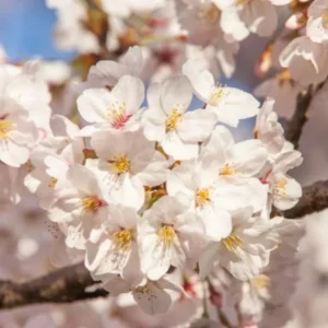 Yoshino Flowering Cherry Live Plant - 6-12